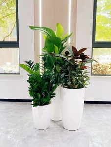 镇海花卉出租价格